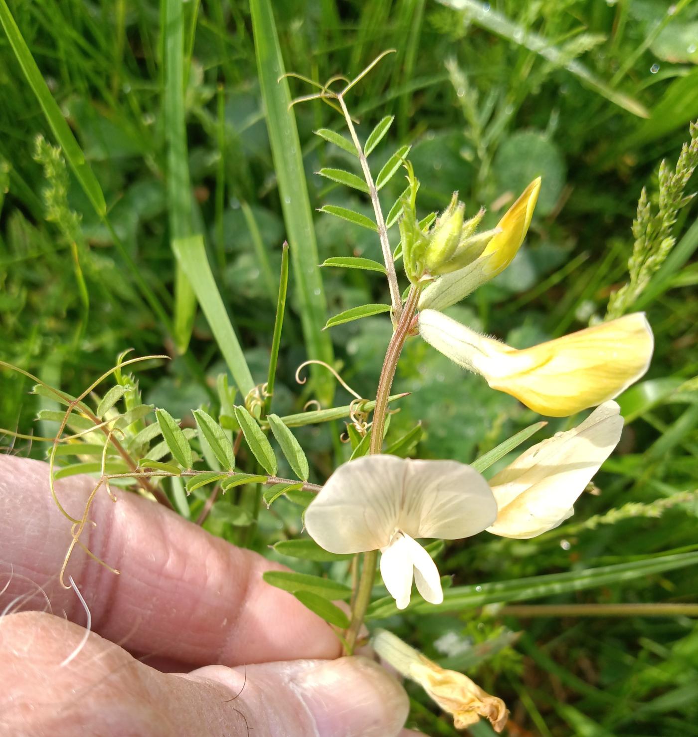 Vicia grandiflora image